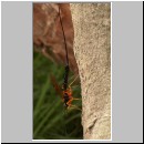 Dolichomitus sp - Schlupfwespe 12 32mm - OS-Dissen-Noller_Schlucht.jpg